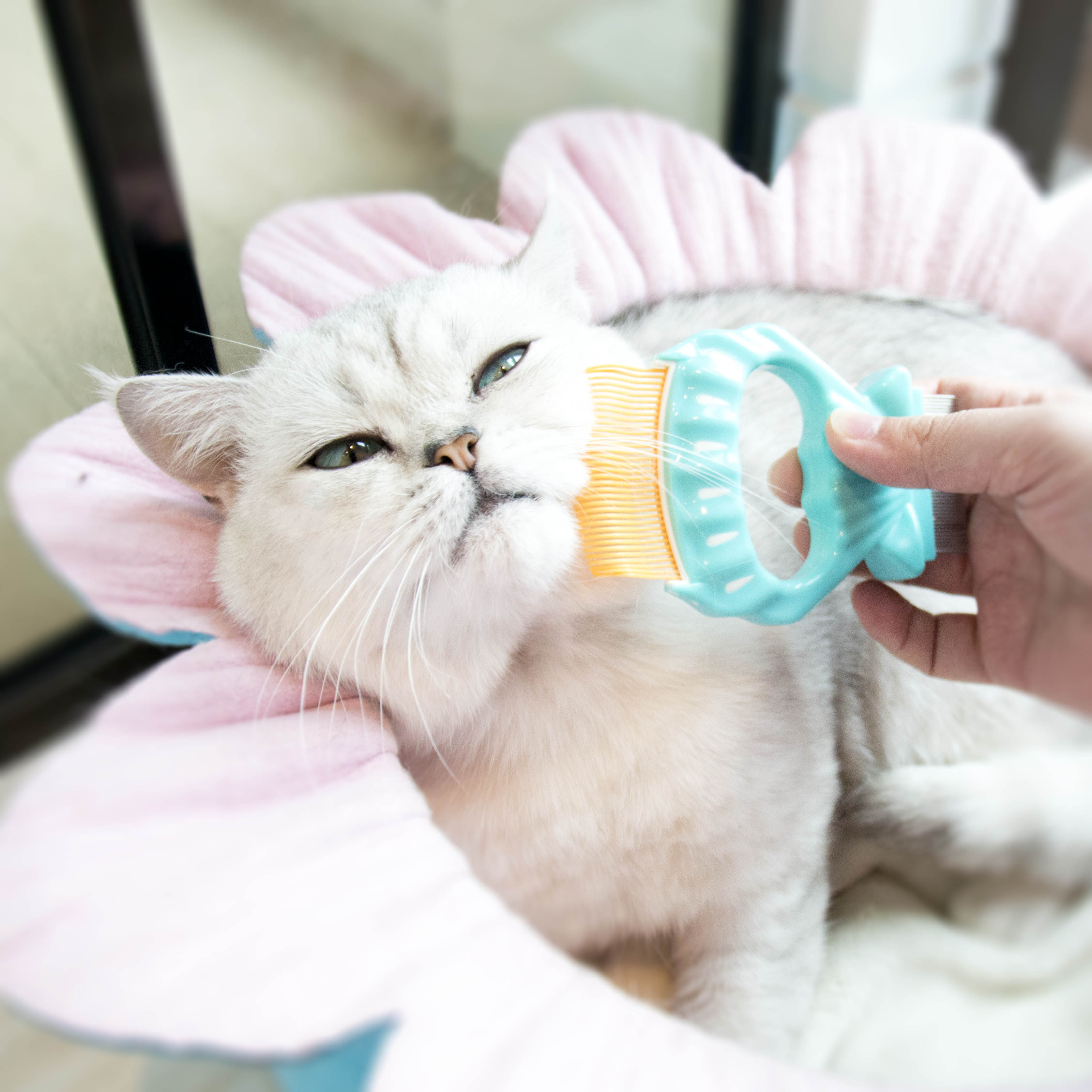 伊丽Elite日系贝壳梳去浮毛开结结梳子 梳毛刷去毛神器猫狗通用,宠物/宠物食品及用品,猫狗梳子/排梳,淘宝优惠券,粉丝福利购,淘宝优惠卷