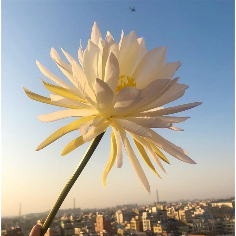 汉服手持道具昙花长杆古装拍摄莲花单支真婚庆家居装饰品摆件假