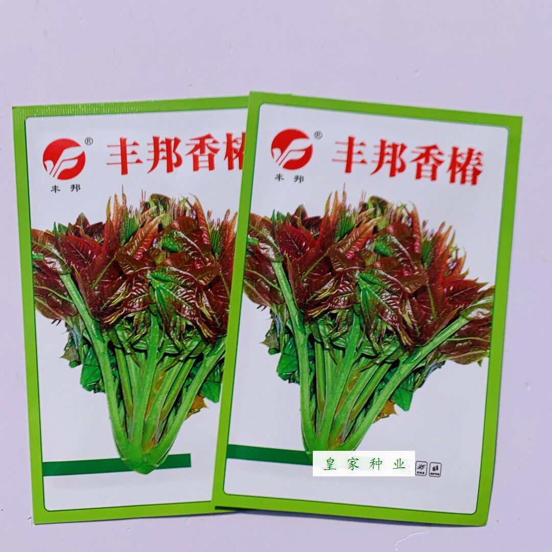 丰邦香椿籽种子种四季红油香椿树苗芽苗菜香春芽种孑水培种植树种