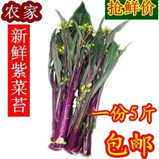 湖北武汉特产农家自种新鲜红菜苔紫菜苔洪山菜苔菜薹 现摘蔬菜5斤