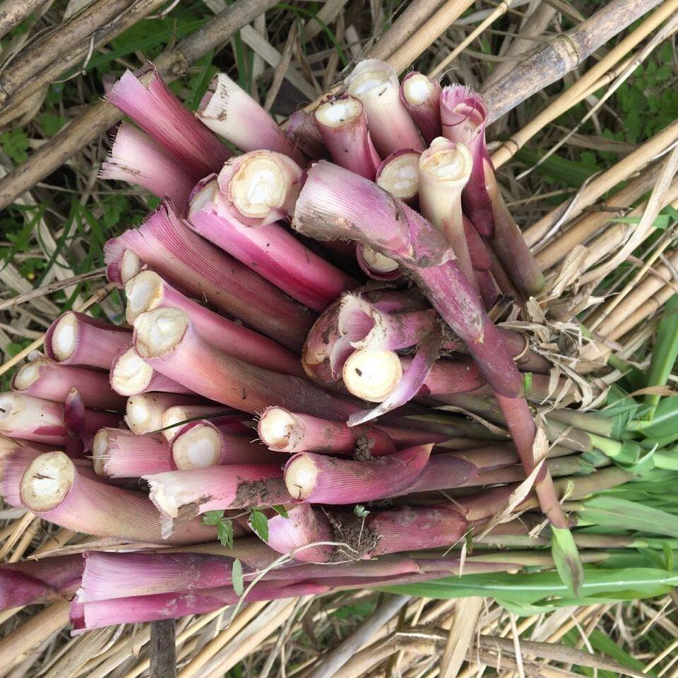 湖北特产财柴笋子野生芦苇笋酒店食材新鲜时令荻笋鲜嫩现摘包邮