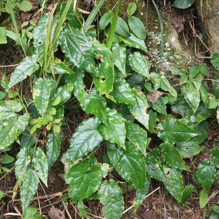 秦岭淫羊藿500g根叶整株干男性中药材泡酒仙灵脾根霪淫羊洋霍藿火