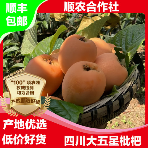 现摘顺丰甄选品牌高山大五星枇杷