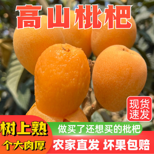 四川当季新鲜枇杷大果米易琵芭特级五星大批把孕妇水果现采现发甜