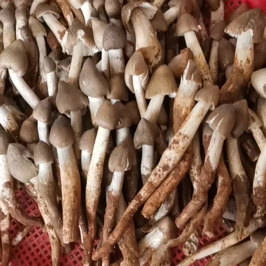 新鲜鸡枞菌1000g云南特产野生蘑菇荔枝菌三八菇油鸡棕火把鸡枞