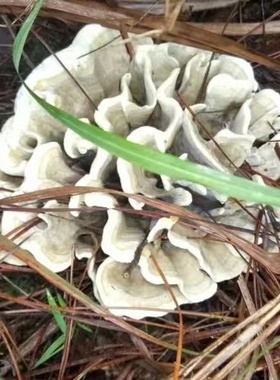 深山里 新鲜干巴菌500g云南野生菌特产子蘑菇山珍松毛菌中之王