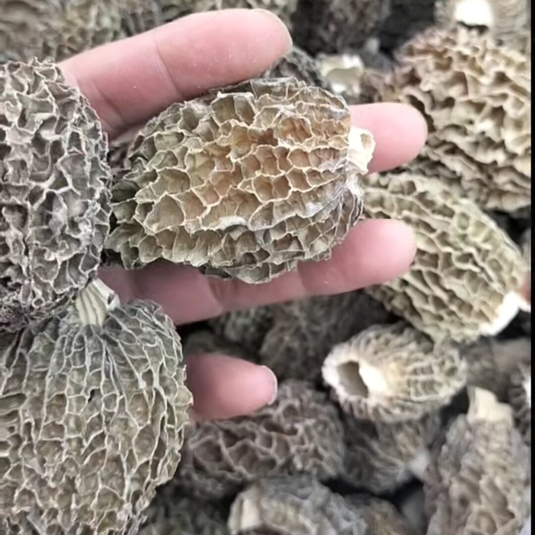 高原林下羊肚菌干货500克云南深山里农家自晒新货头茬肉厚草莓状