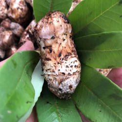 香格里拉松茸500克 云南新鲜野生菌 包邮顺丰空运到家