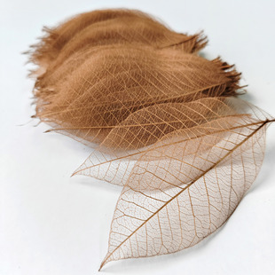 橡胶橄榄叶脉标本真树叶干花diy贺卡书签灯饰田园风装饰手工材料