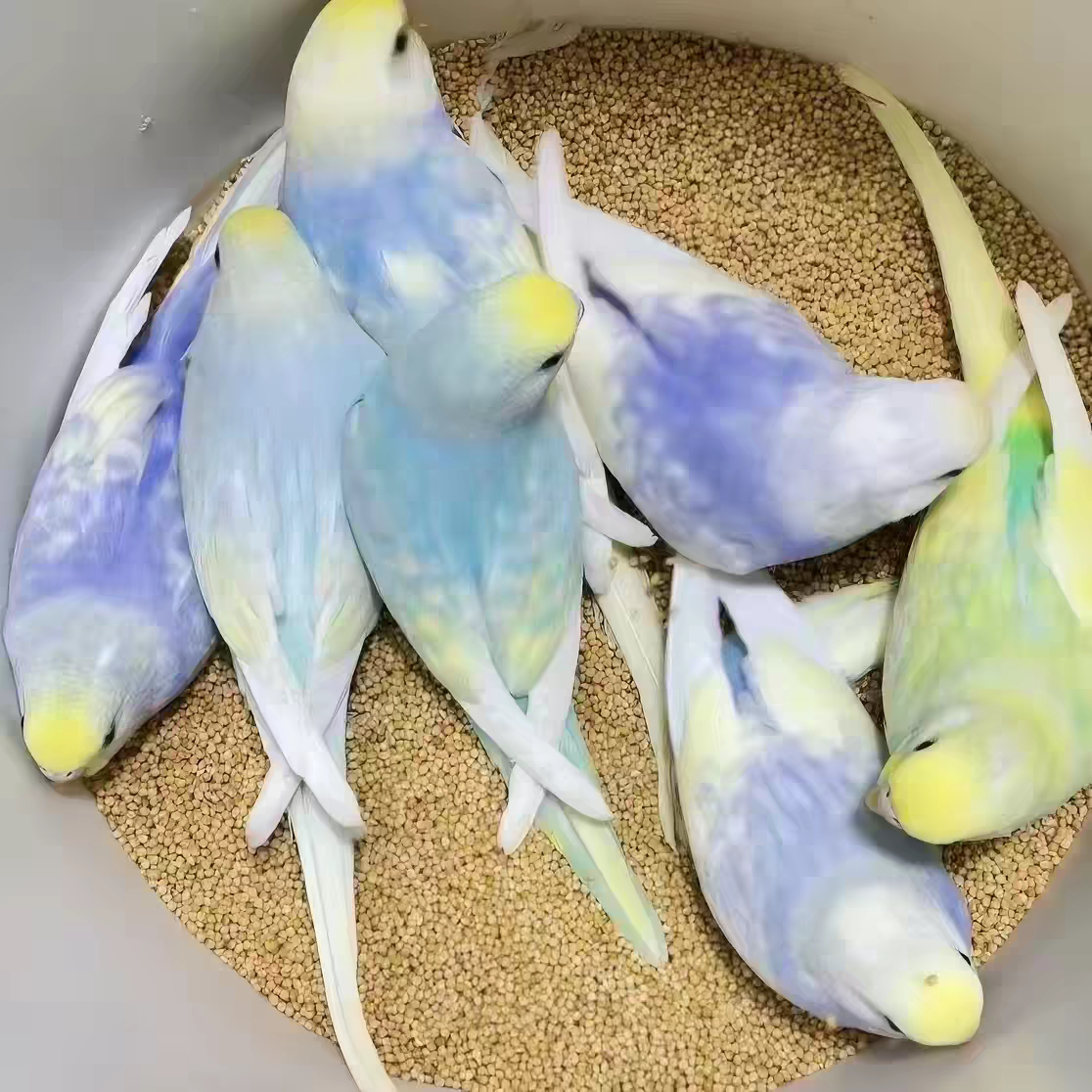 特色虎皮鹦鹉活体雏鸟宠物大头金彩虎皮鹦鹉会说话小鸟亲人云斑图片