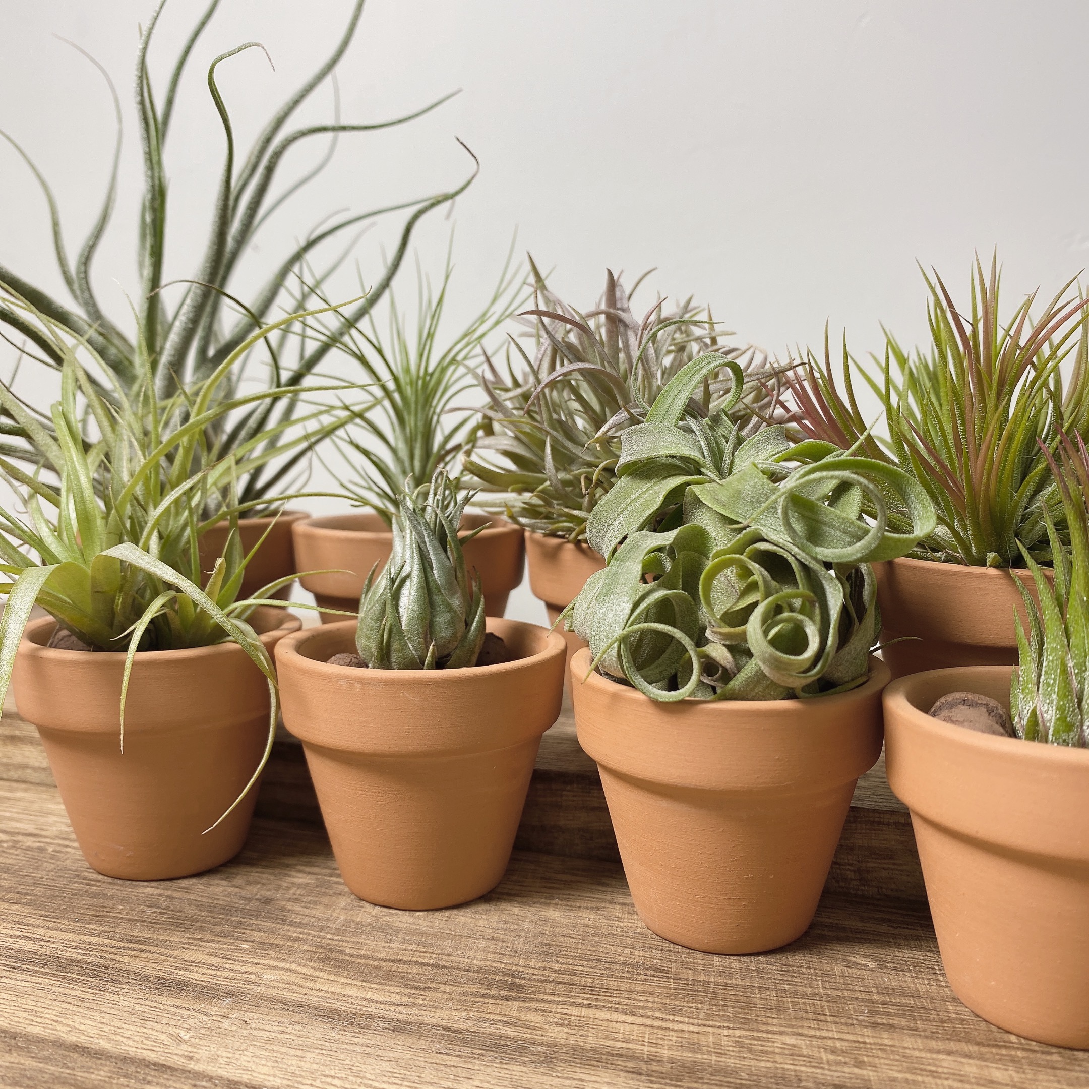 空气凤梨盆栽套餐办公室吸甲醛