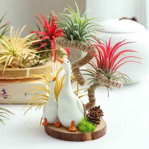 绿植花卉空气凤梨无土培无需水培