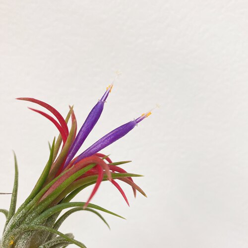 不梨不弃空气凤梨 福果精灵 无土植物办公室内花卉盆栽阳台绿植