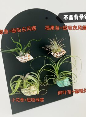 微型绿植空气凤梨支架海螺磁吸