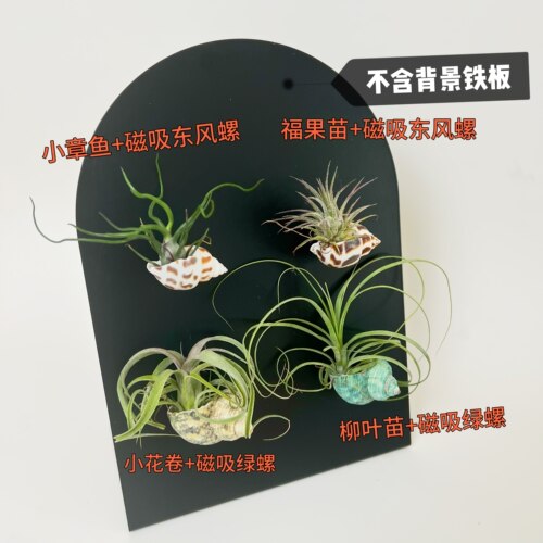 微型绿植空气凤梨支架海螺磁吸
