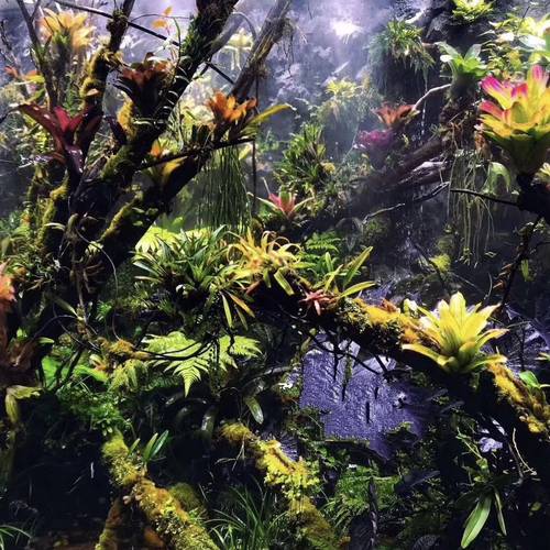 积水凤梨雨林缸造景绿化满50-5