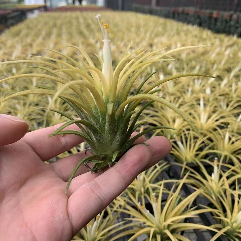 空气凤梨德鲁伊黄精灵植物盆栽