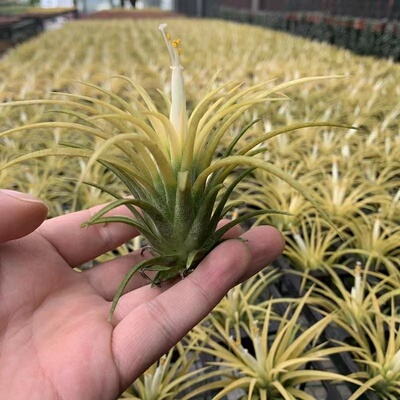 空气凤梨德鲁伊黄精灵植物盆栽