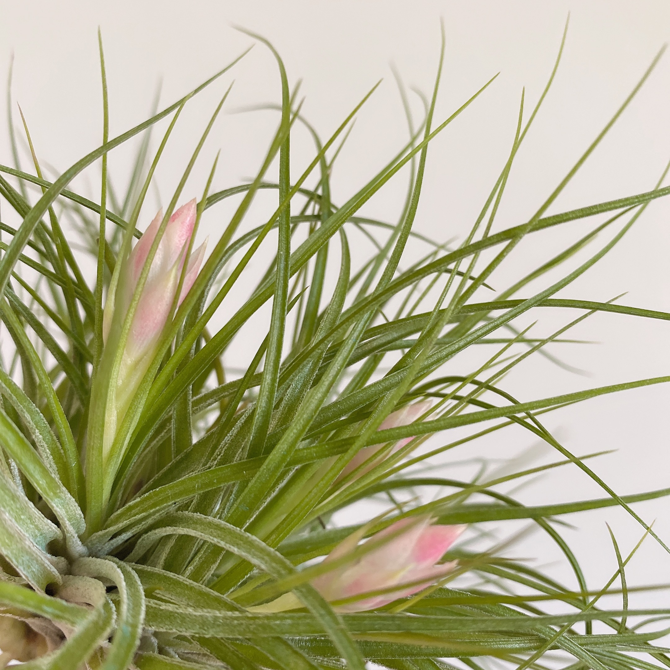 不弃空气凤梨植物花卉盆栽绿植