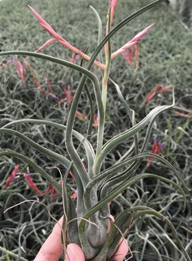 妖娆美杜莎 T.caput medusae 空气凤梨无土植物 桌面盆栽绿植花卉