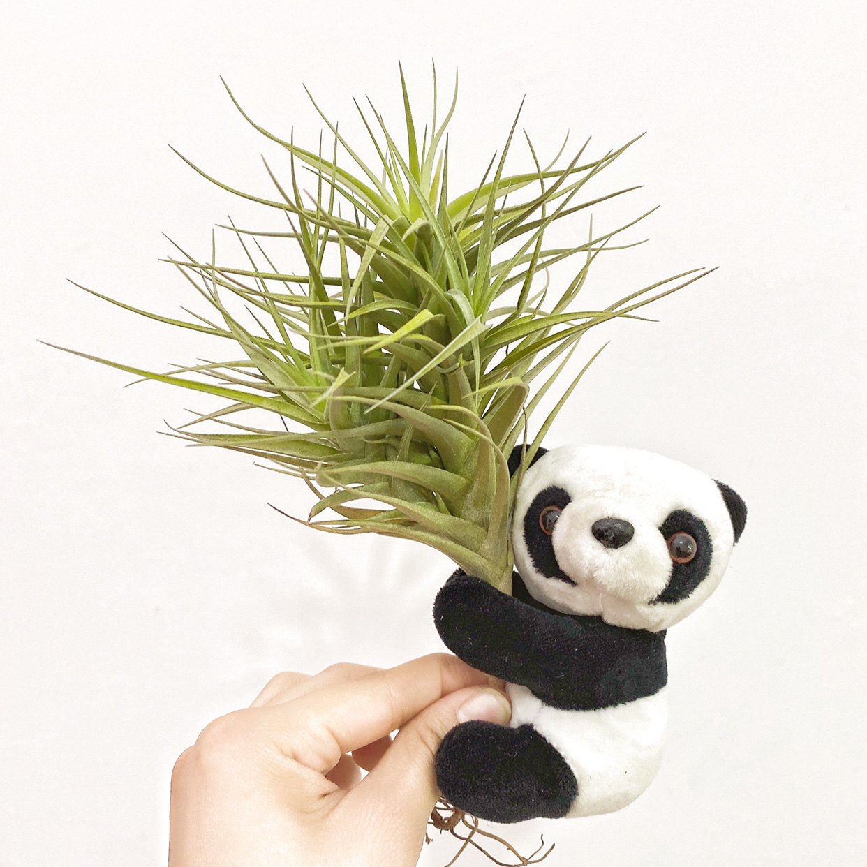 空气凤梨 紫花贝吉多头群生 无土植物花卉桌面盆栽吸甲醛绿植,鲜花速递/花卉仿真/绿植园艺,绿植,淘宝优惠券,粉丝福利购,淘宝优惠卷