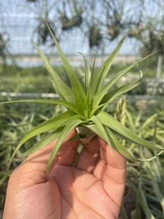 无土植物办公室内净化空气盆栽绿植 8CM 空气凤梨 艾瑞克6