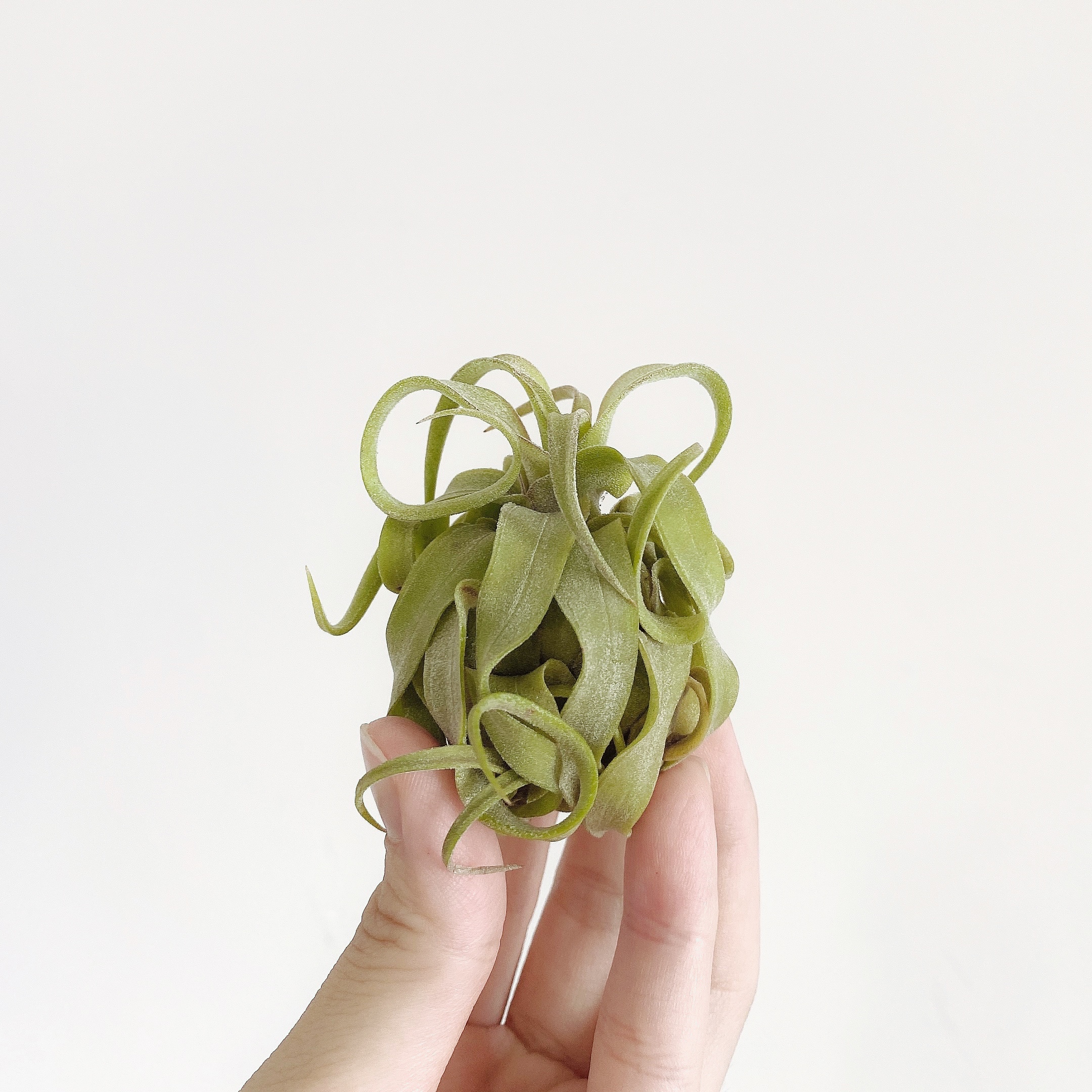 电卷空气凤梨危地马拉电烫卷植物