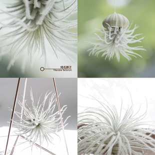 不梨不弃空气凤梨 毛毛球 鸡毛掸子稀有品种无土植物室内盆栽绿植