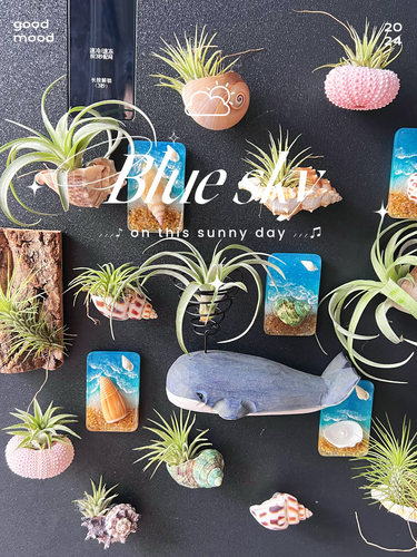 绿植空气凤梨支架海螺磁吸支架