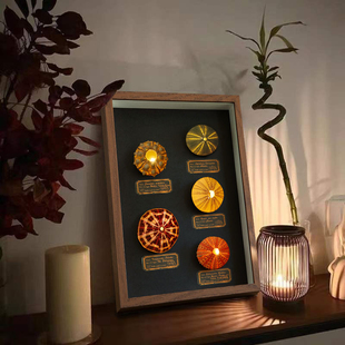 5个海胆壳套餐 空气凤梨底座 DIY贝壳海螺 园艺用品装饰摆件包邮