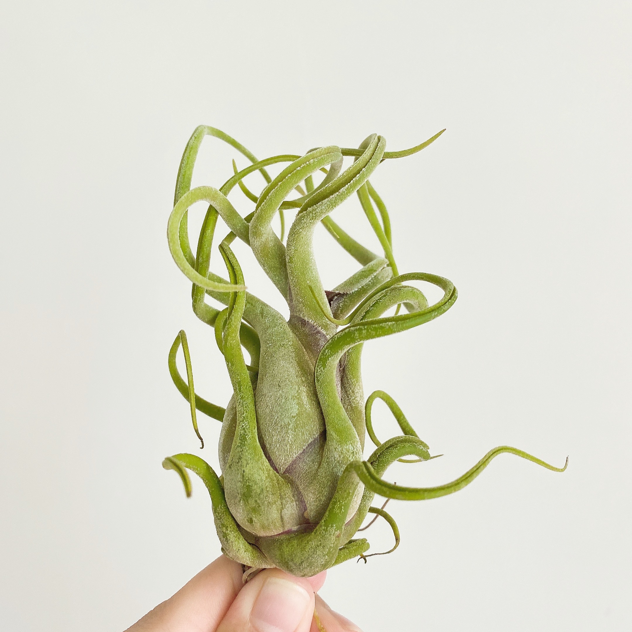 空气凤梨室内阳台吸甲醛满50-5