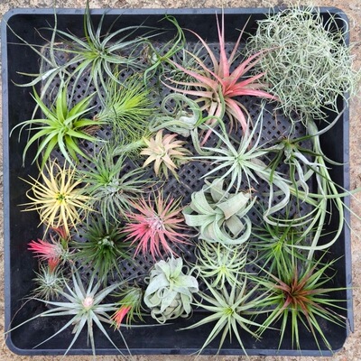 空气凤梨耐热无土 新手6种组合绿植懒人盆栽室内外花卉绿植