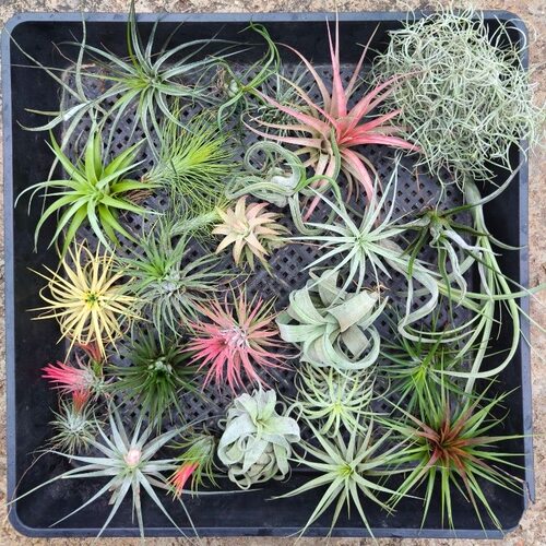 空气凤梨耐热无土 新手6种组合绿植懒人盆栽室内外花卉绿植