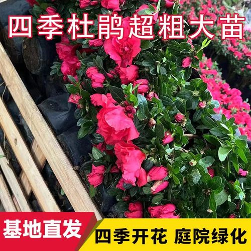 西洋杜鹃花树苗四季开花杜鹃带花苞小苗批发室外盆栽别墅花苗种植