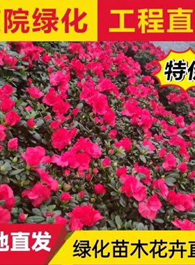 开花卉庭院绿化植物篱笆工程树苗