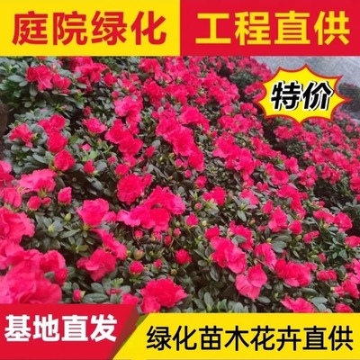 开花卉庭院绿化植物篱笆工程树苗