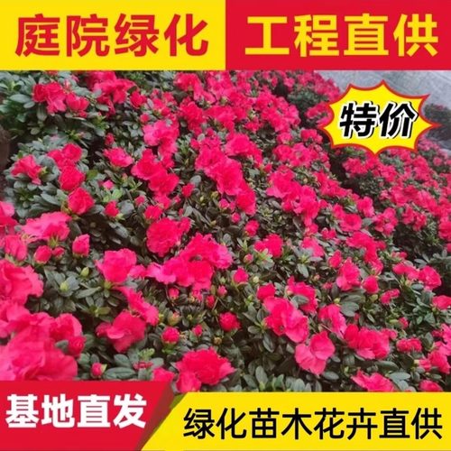 开花卉庭院绿化植物篱笆工程树苗