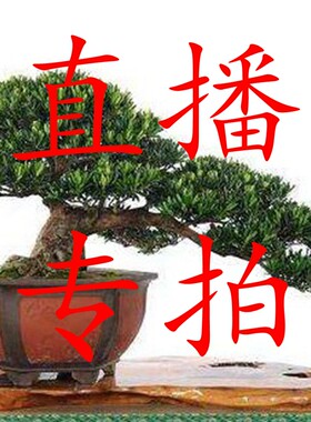 一物一拍实物图精品罗汉松盆景