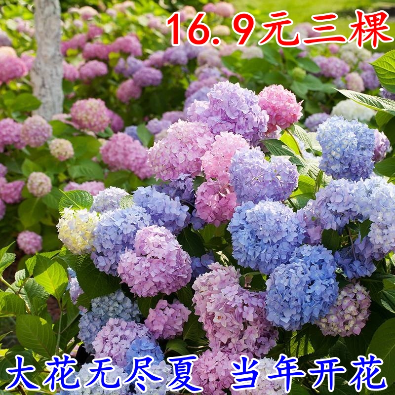 【16.9元三株】耐寒庭院无尽夏绣球花苗爬藤盆栽植物四季花开不断