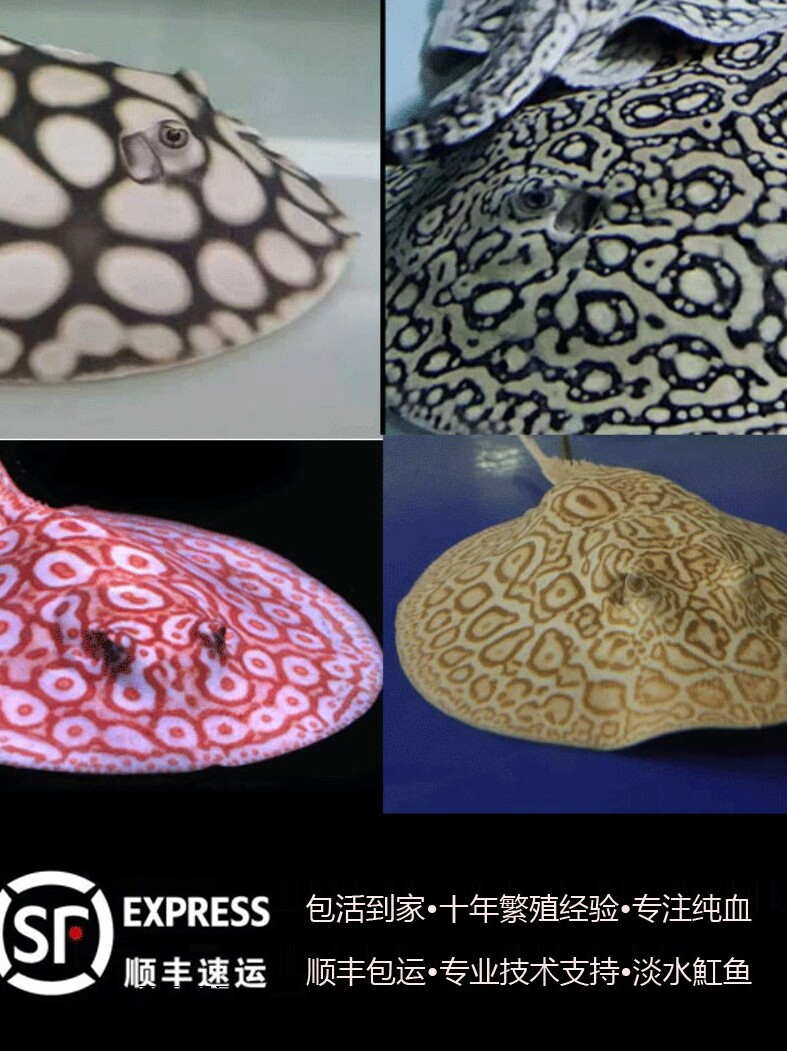 皇冠黑白子白纹黑帝火焰赤霞珍珠米克斯盘子吸盘底层鱼清缸虹魟鱼