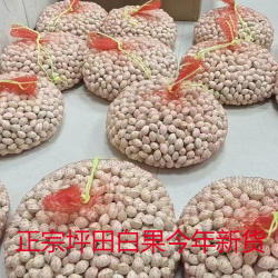 粤北韶关南雄坪田白果银杏果24年古树新鲜无苦无心清甜大果送礼佳