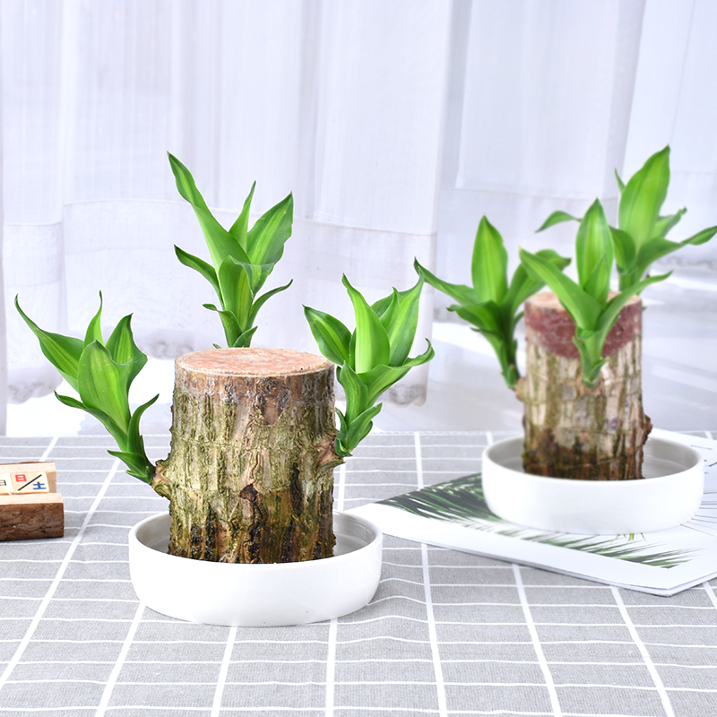 巴西木水培盆栽绿植室内花卉迷你办公室桌面水养植物幸运木小盆栽