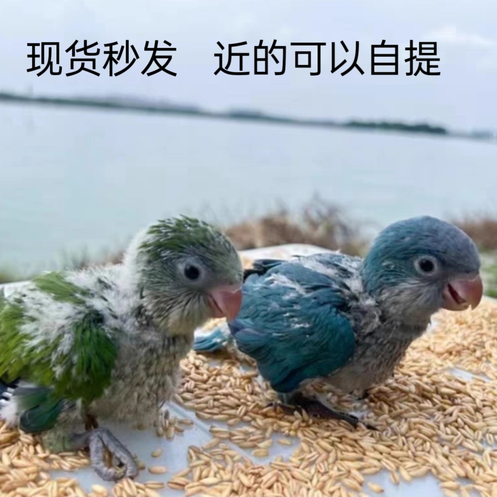 小太阳黄边凤梨肉桂蓝化绿颊和尚雏鸟标识鸟类混合粮雏鸟蛋米奶粉