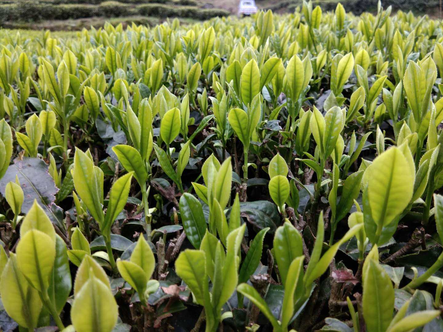 陈魁硒茶绿茶2025新茶湖北恩施富硒茶炒青高山云雾茶散装500g,茶,特色产区绿茶,淘宝优惠券,粉丝福利购,淘宝优惠卷