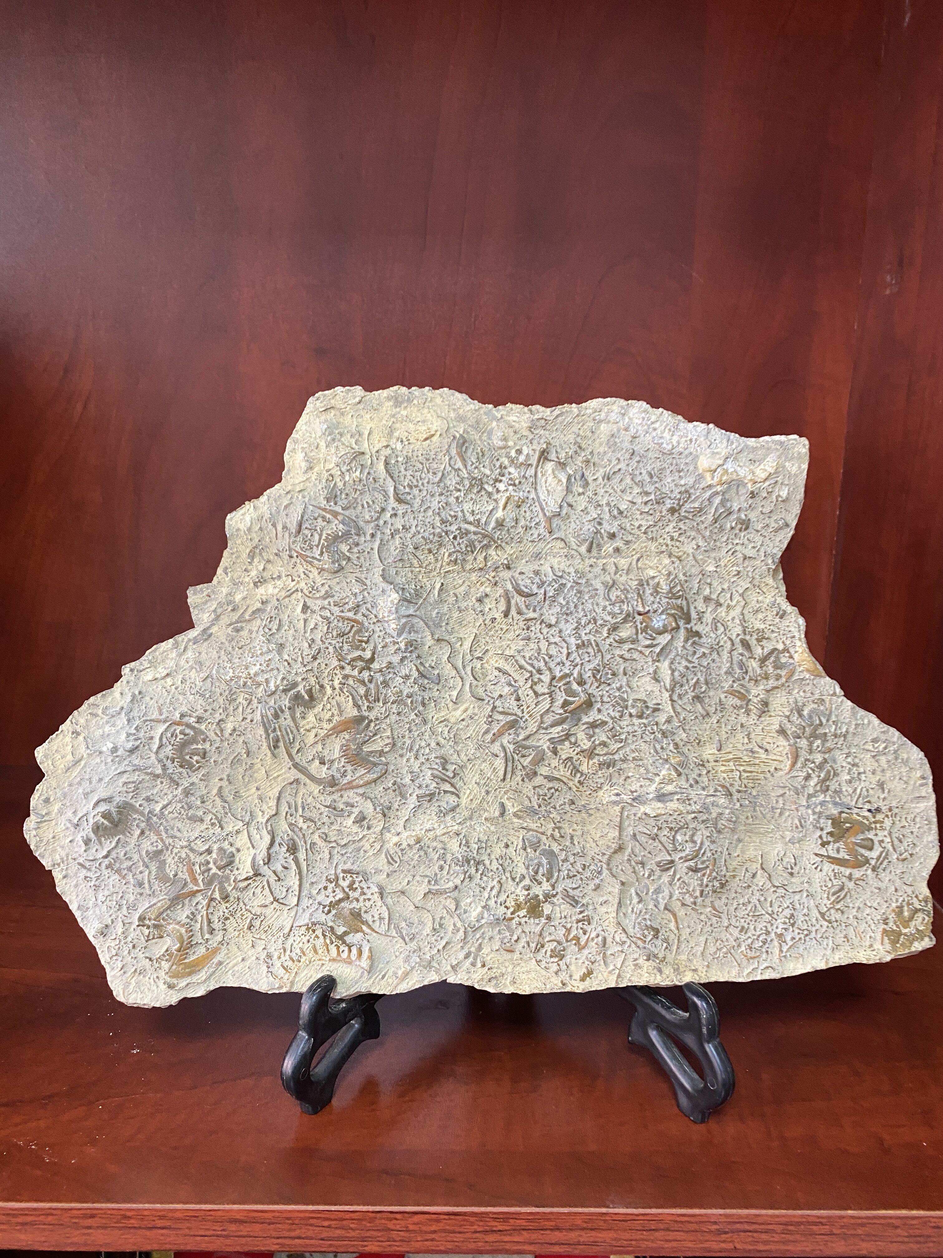 观赏石燕子石三叶虫化石古生物中式工艺品桌面收藏品客厅摆件把玩