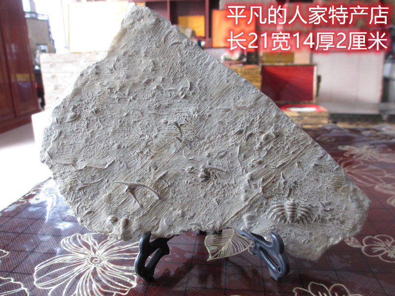 观赏石三叶虫古生物化石奇石礼品收藏品标本包邮莱芜燕子石摆件