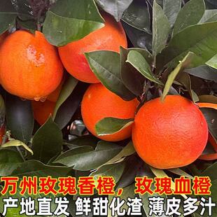 重庆血橙万州玫瑰香橙塔罗科红心橙子纯天然季新鲜孕妇水果果冻橙