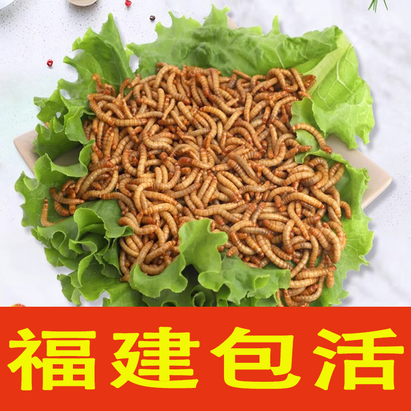 面包虫活虫活体黄粉虫龙鱼蜥蜴乌龟守宫鸟蜘蛛蝎子蛙活体饲饵料