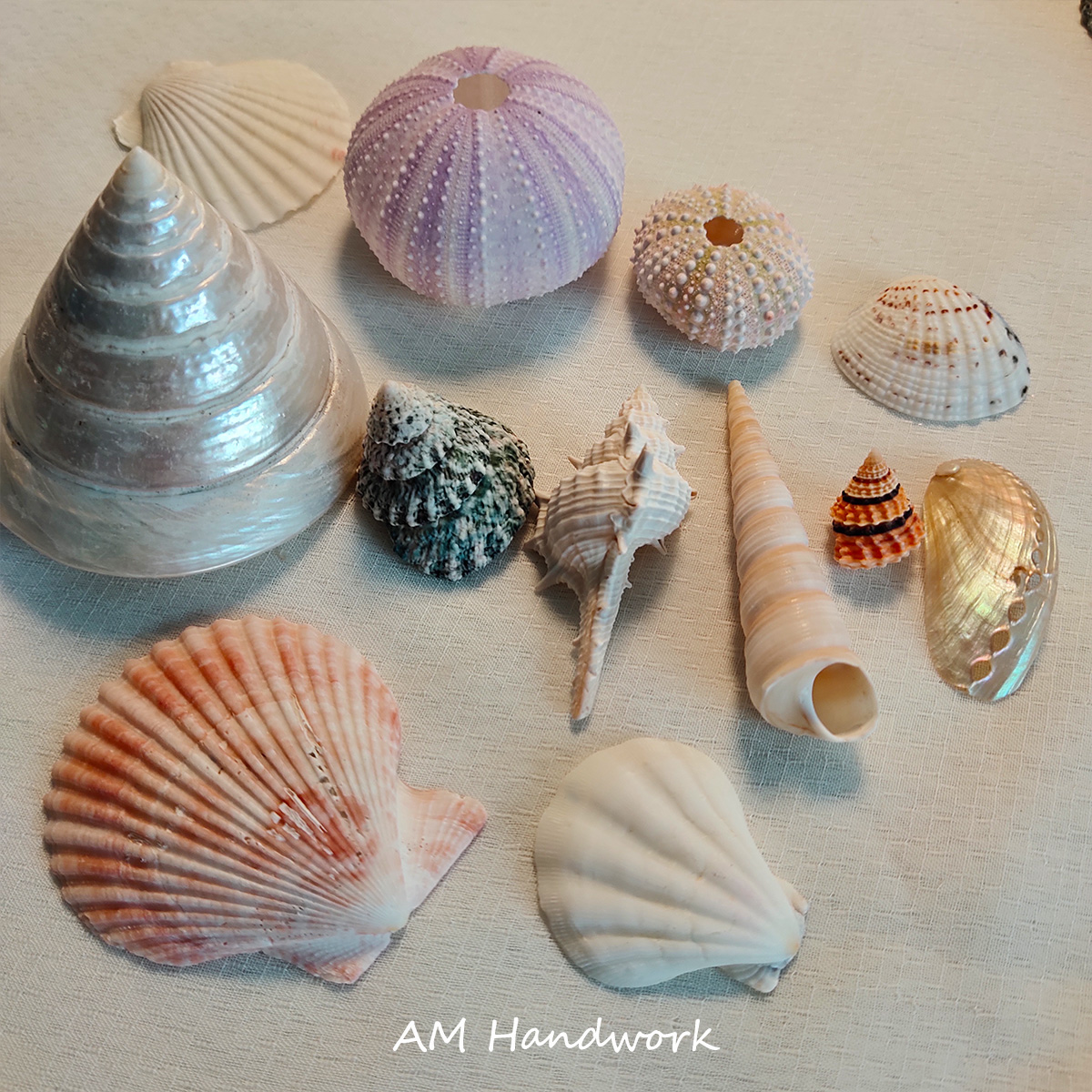 天然贝壳海螺 海胆彩贝手工diy装饰海洋风鱼缸造景壳拍照家居摆件