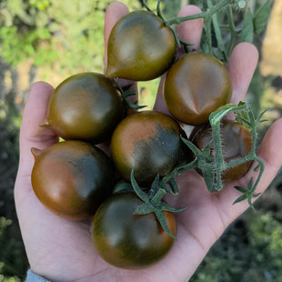 自然熟自家果园紫春桃铁皮柿子碱地番茄露天种植孕妇水果小番茄